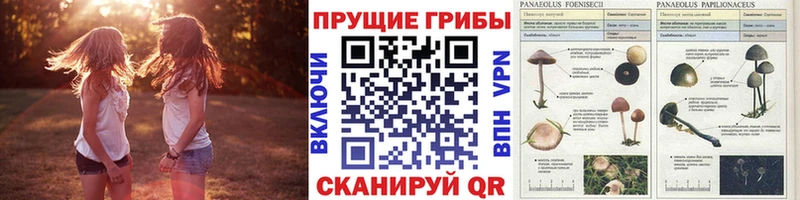 купить наркоту  Ярославль  KRAKEN ONION  Псилоцибиновые грибы мицелий 